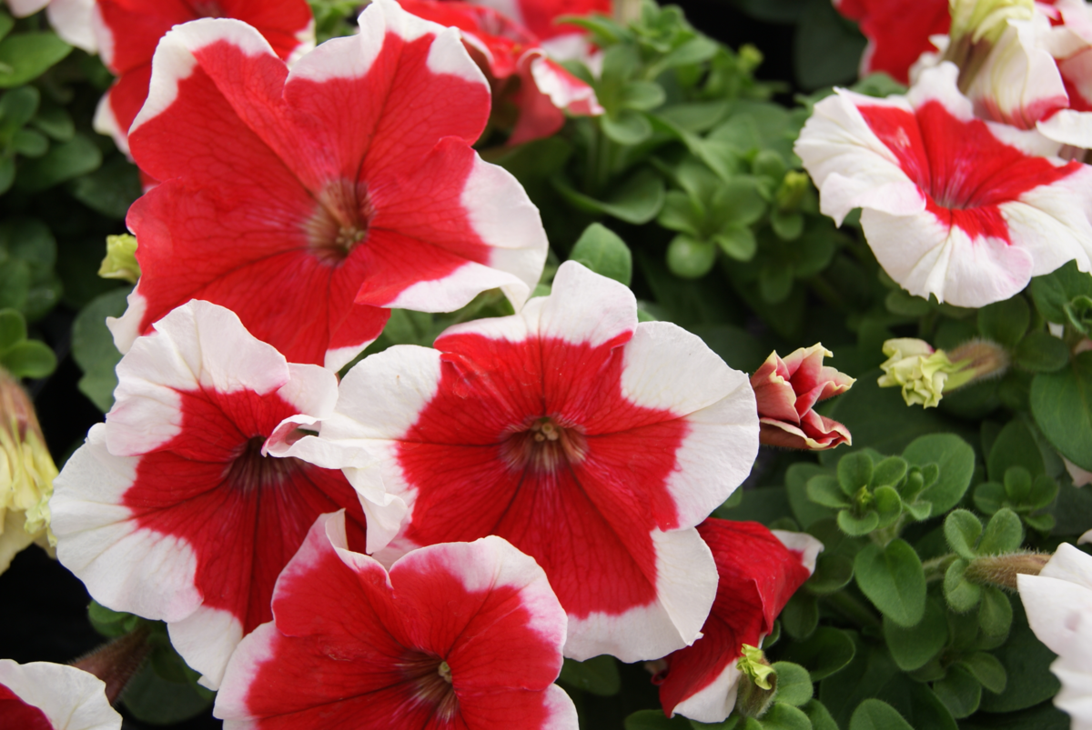 red-picotee-gp-532133363.webp