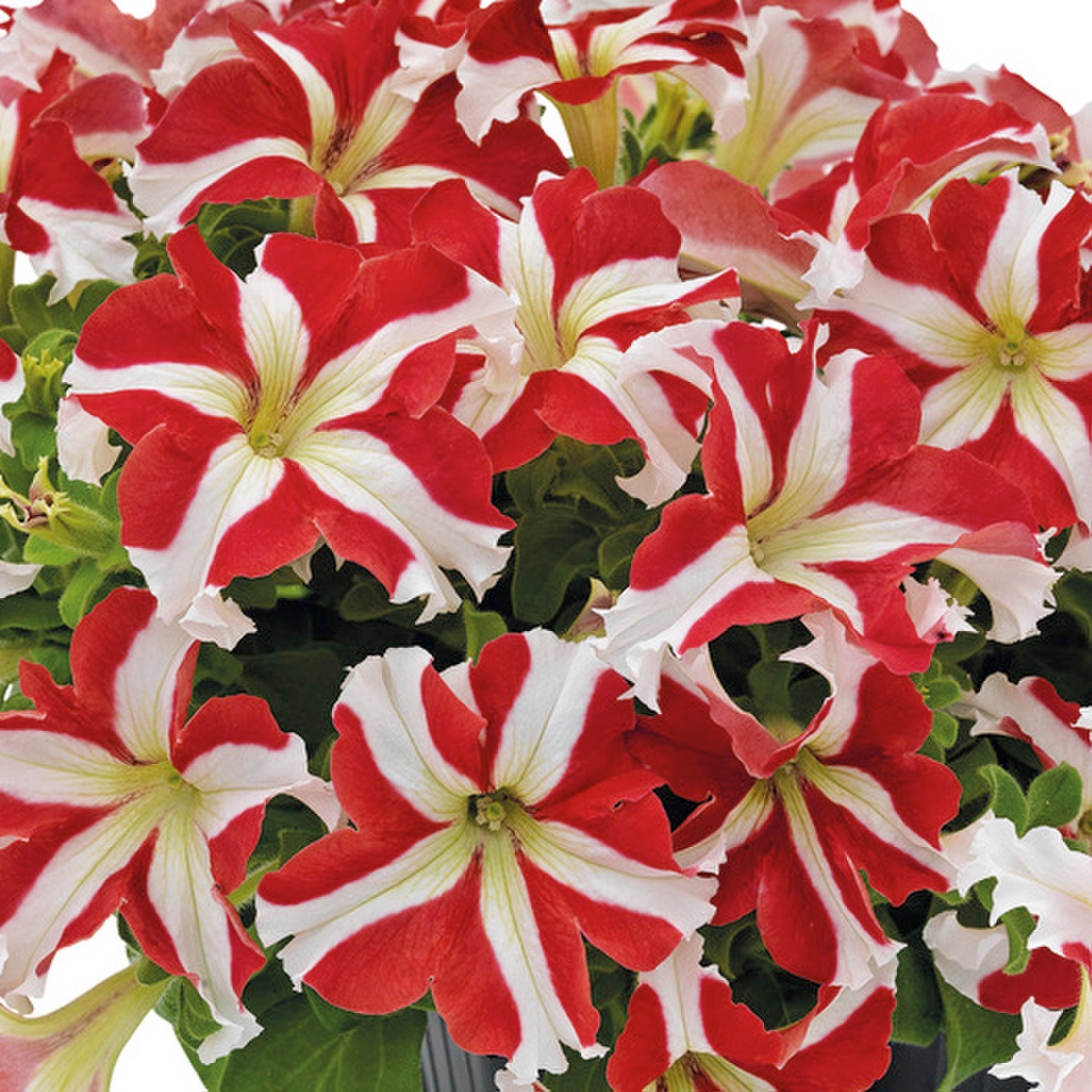 red-star-3553622306.webp