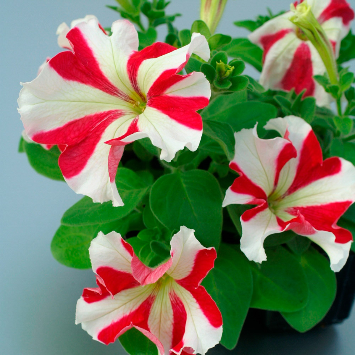 red-star-3774579430.webp