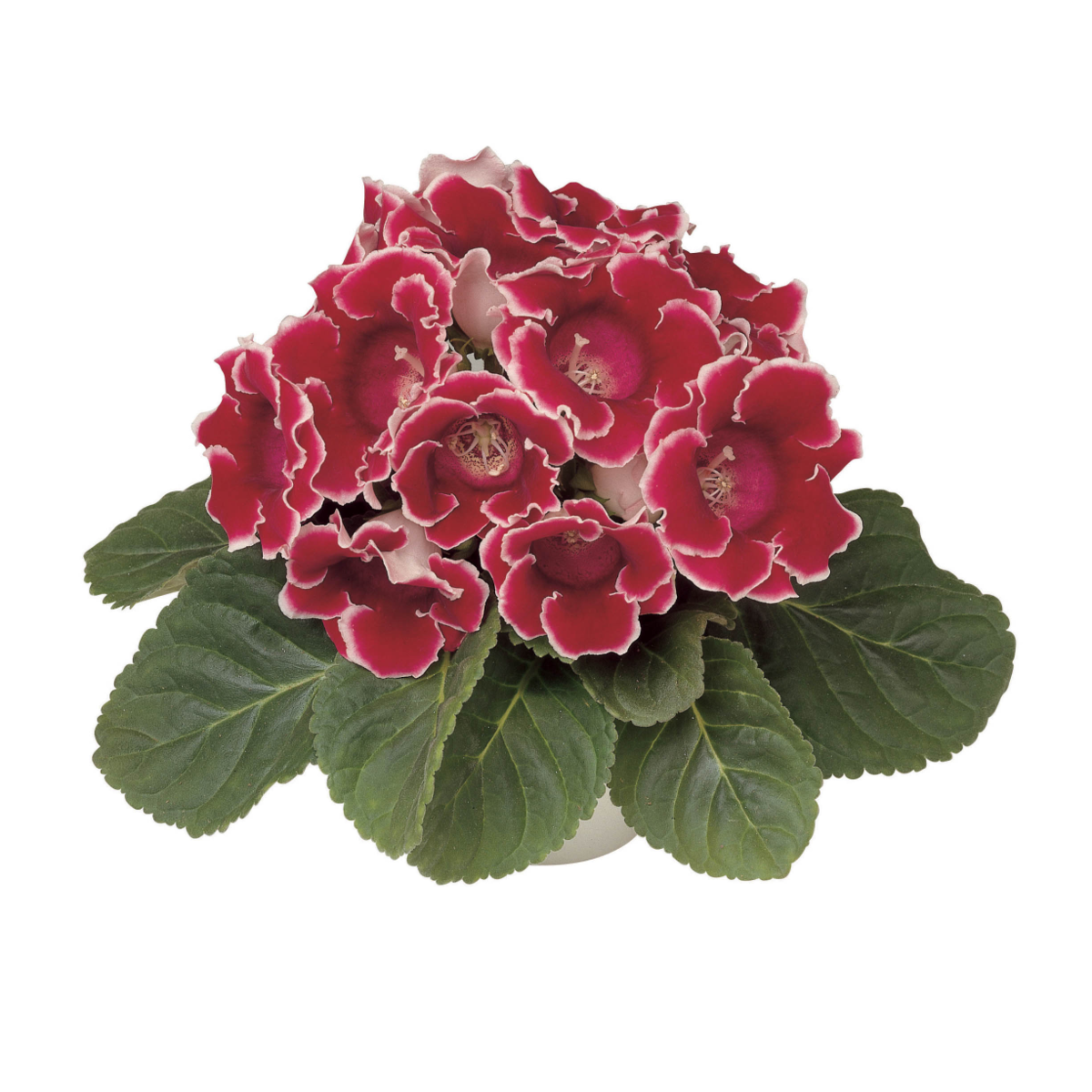 red-white-edge-2715773938.webp