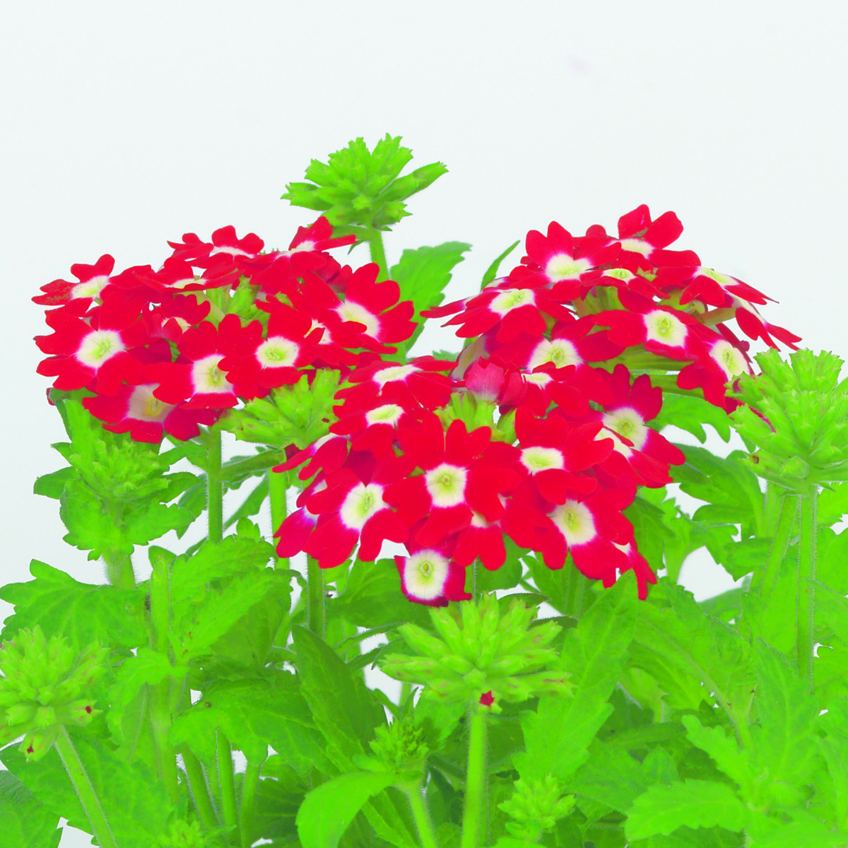 red-with-eye-2680601995.webp