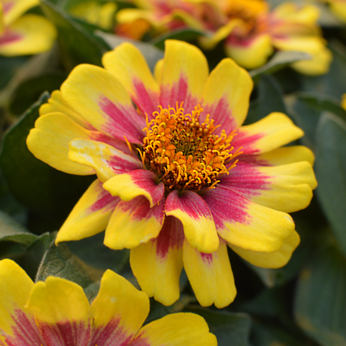 red-yellow-bicolour-3750704716.webp