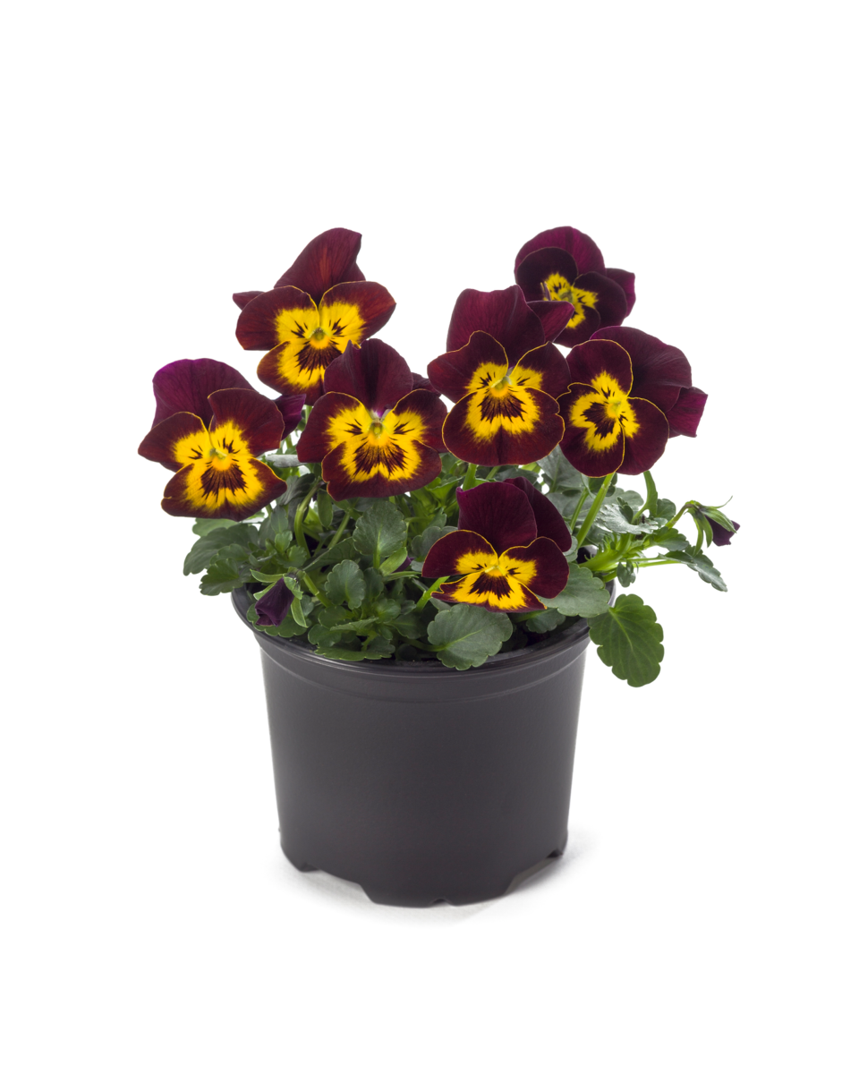 red-yellow-face-3060048651.webp