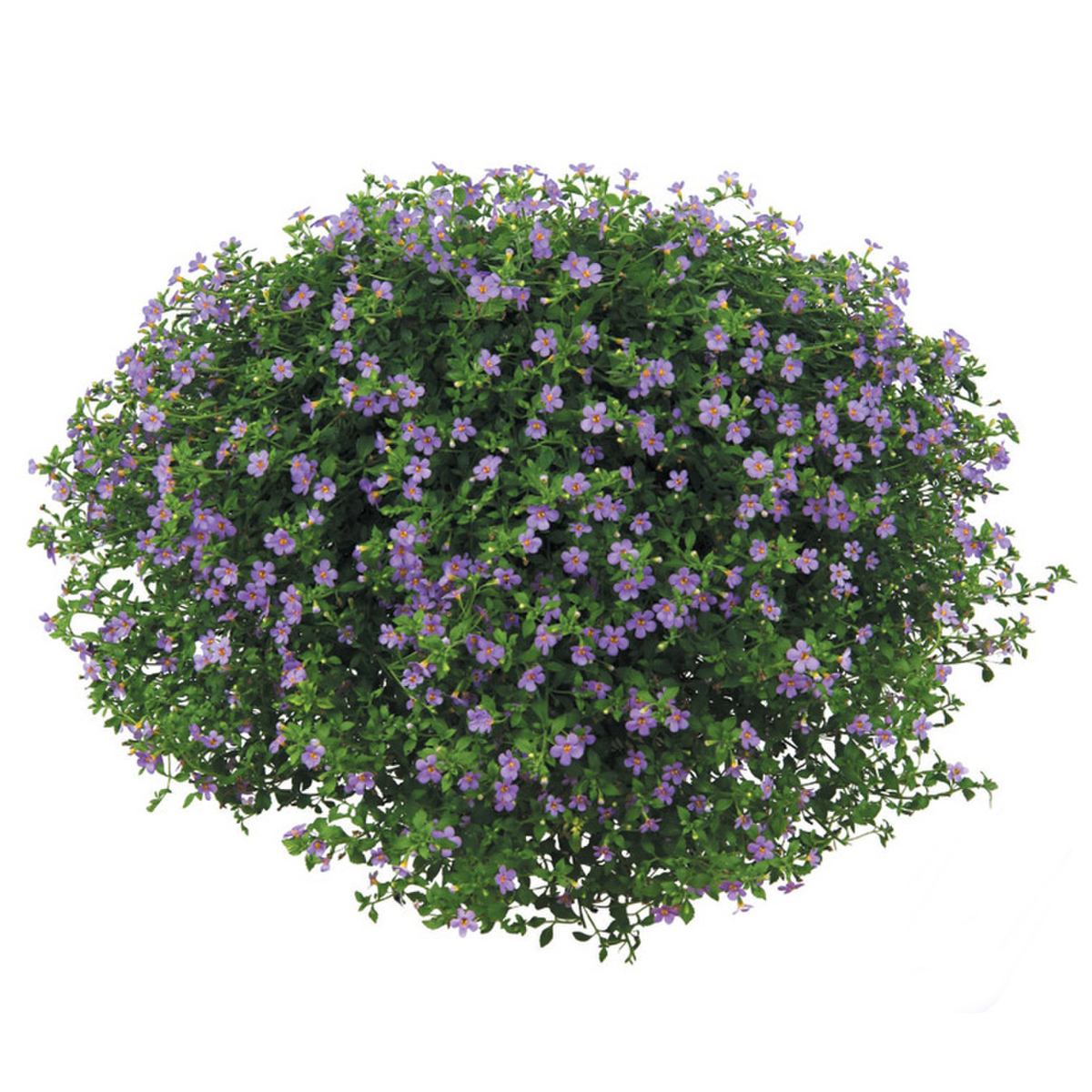 regal-blue-4038711937.webp