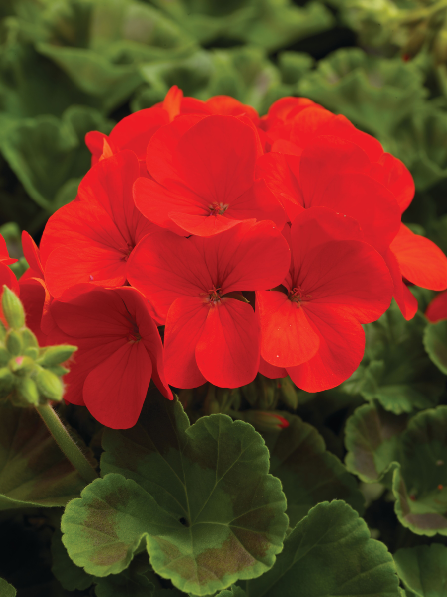 ringo-deep-scarlet-2189620034.webp