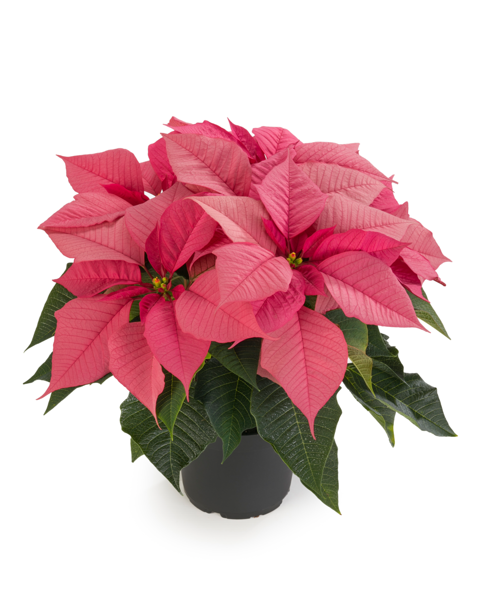 robyn-pink-274942586.webp