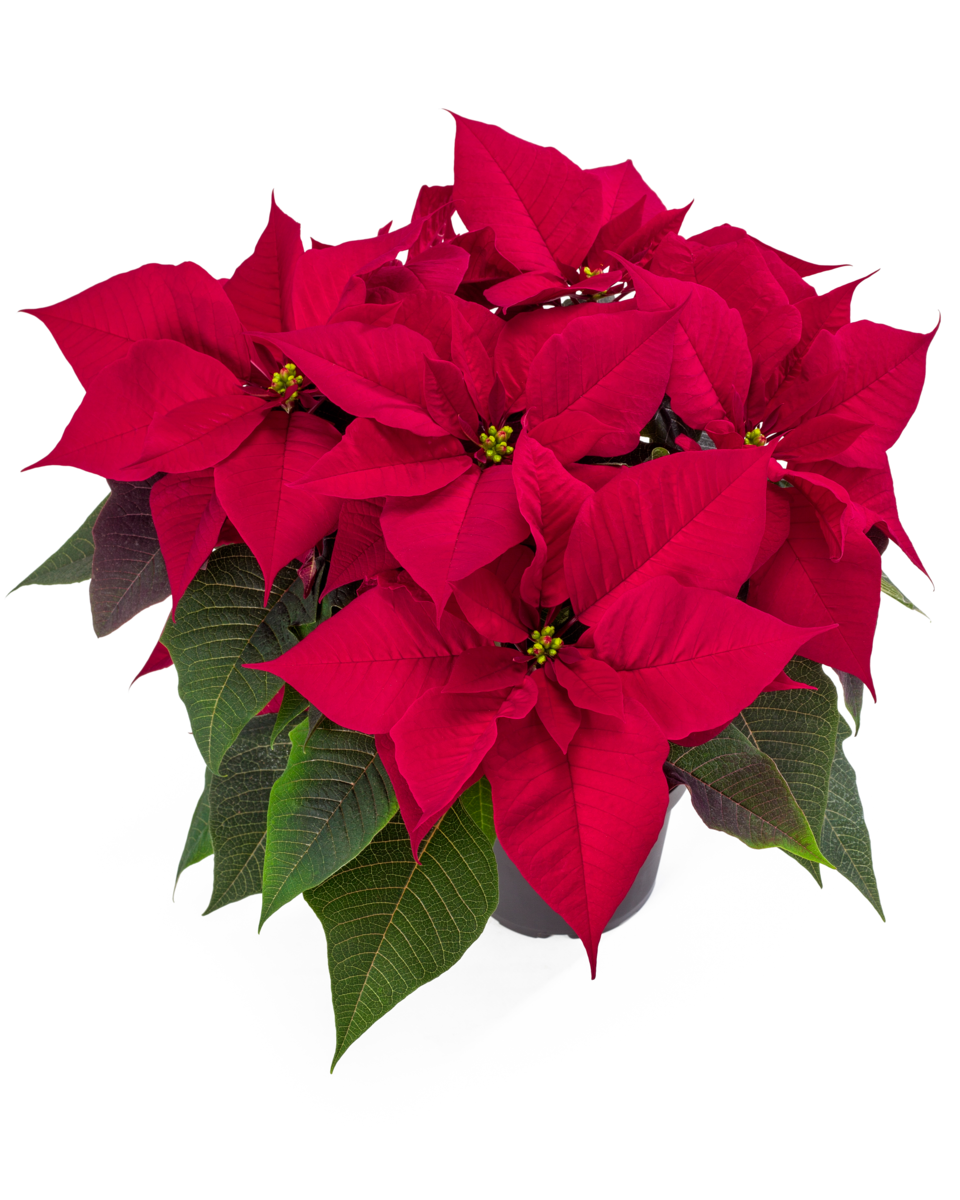 robyn-red-2362655324.webp