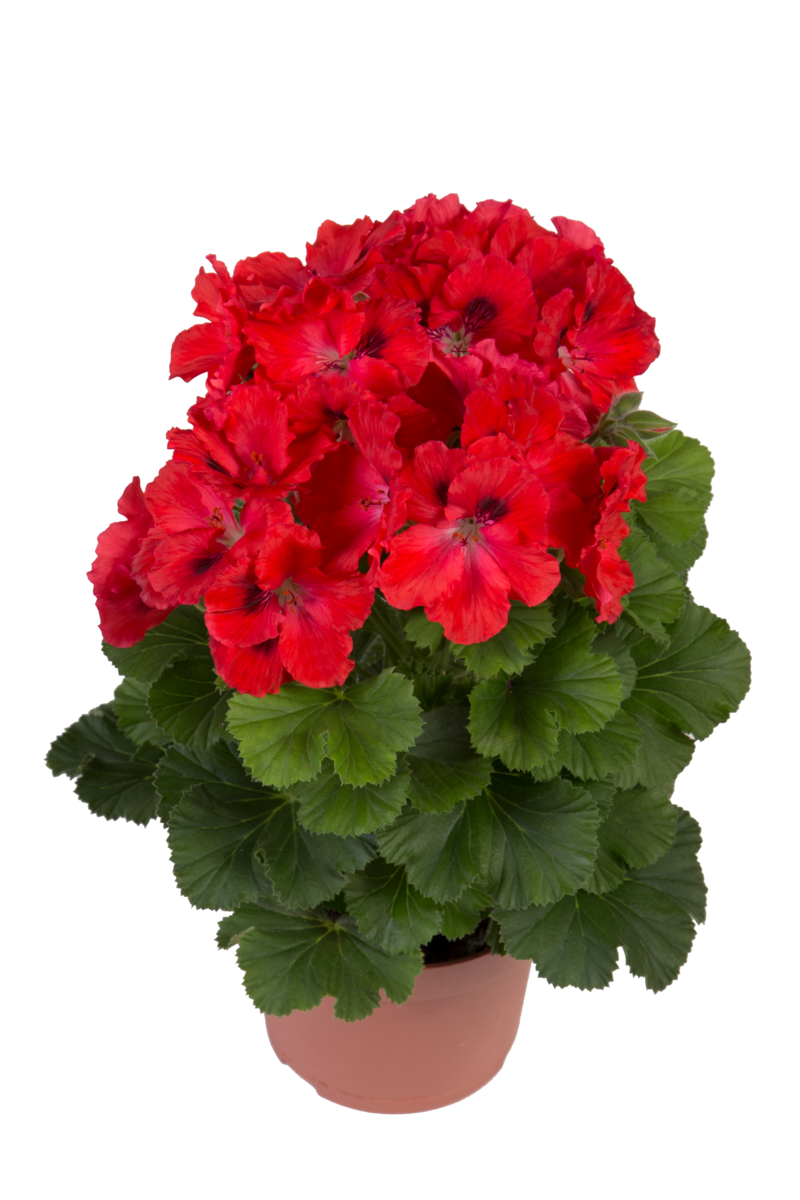 rosanna-1823308146.webp