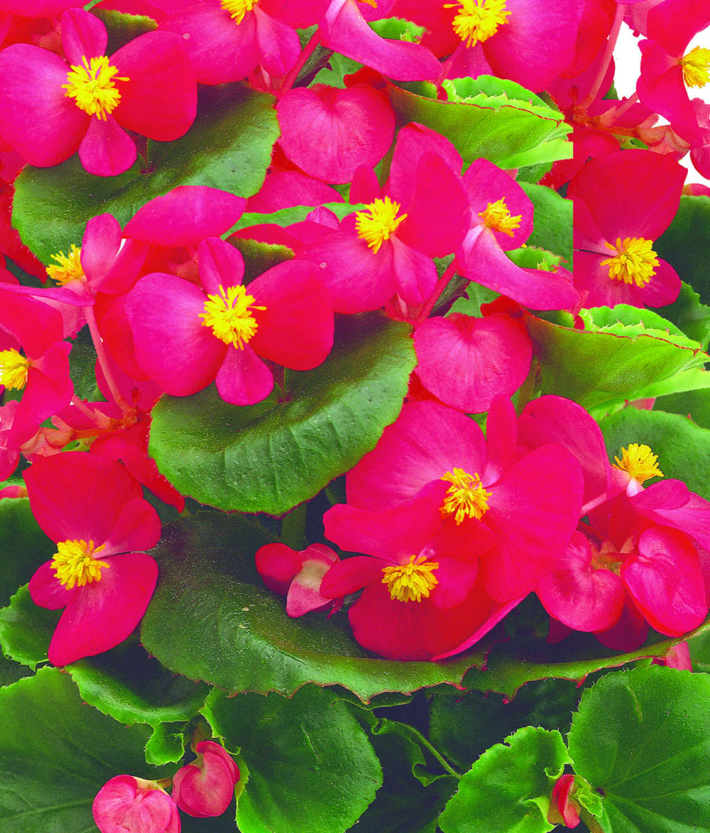rose-1046932310.webp