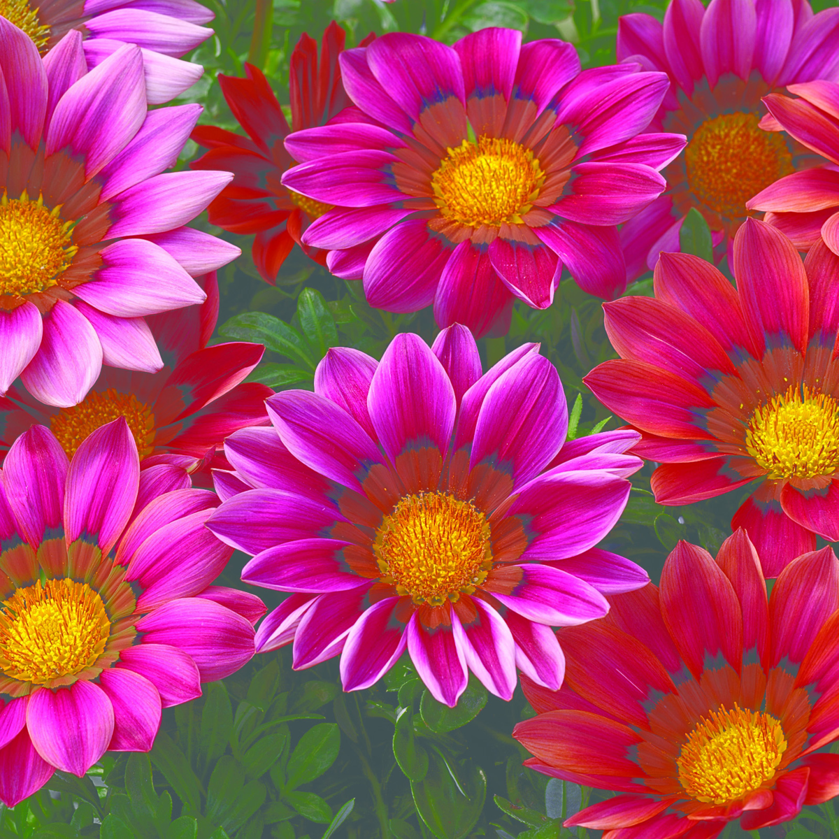 rose-1128542976.webp