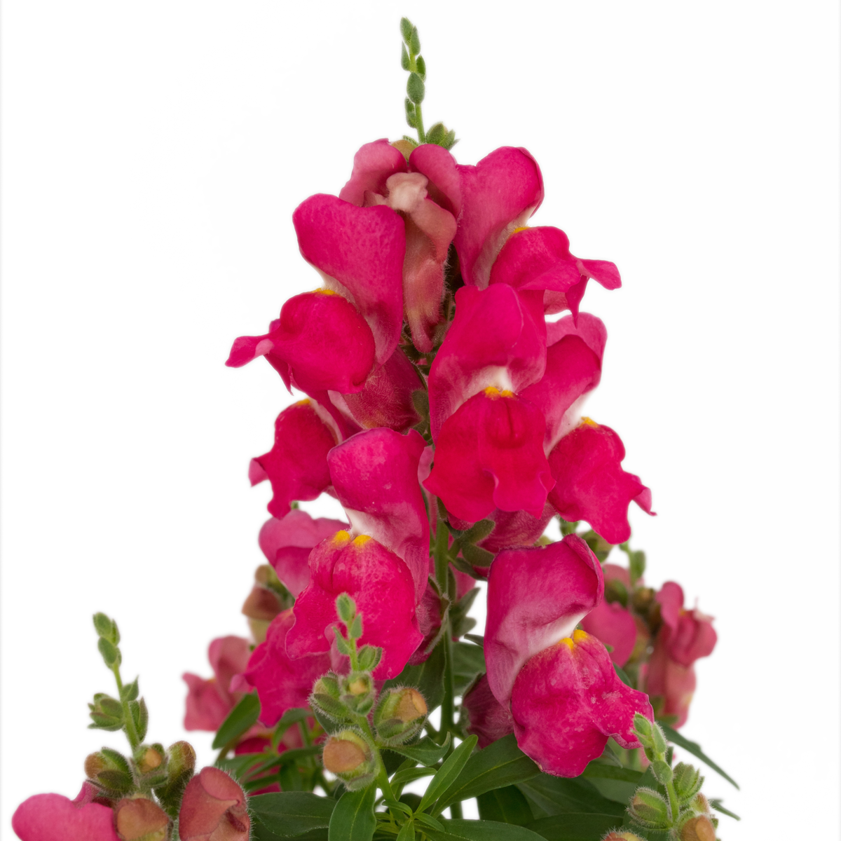 rose-2746226392.webp