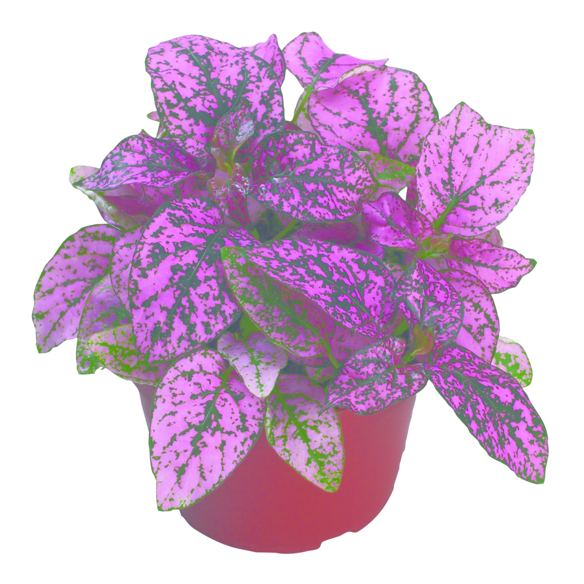 rose-2931548445.webp