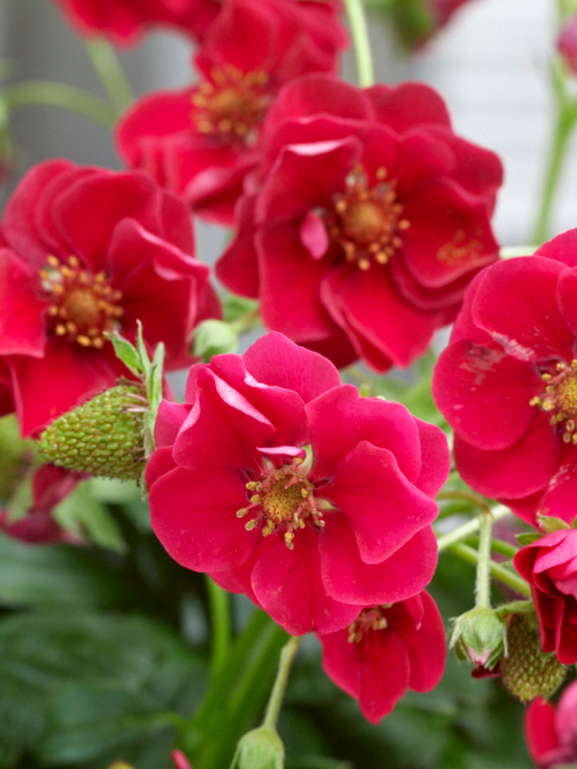 rose-933495230.webp