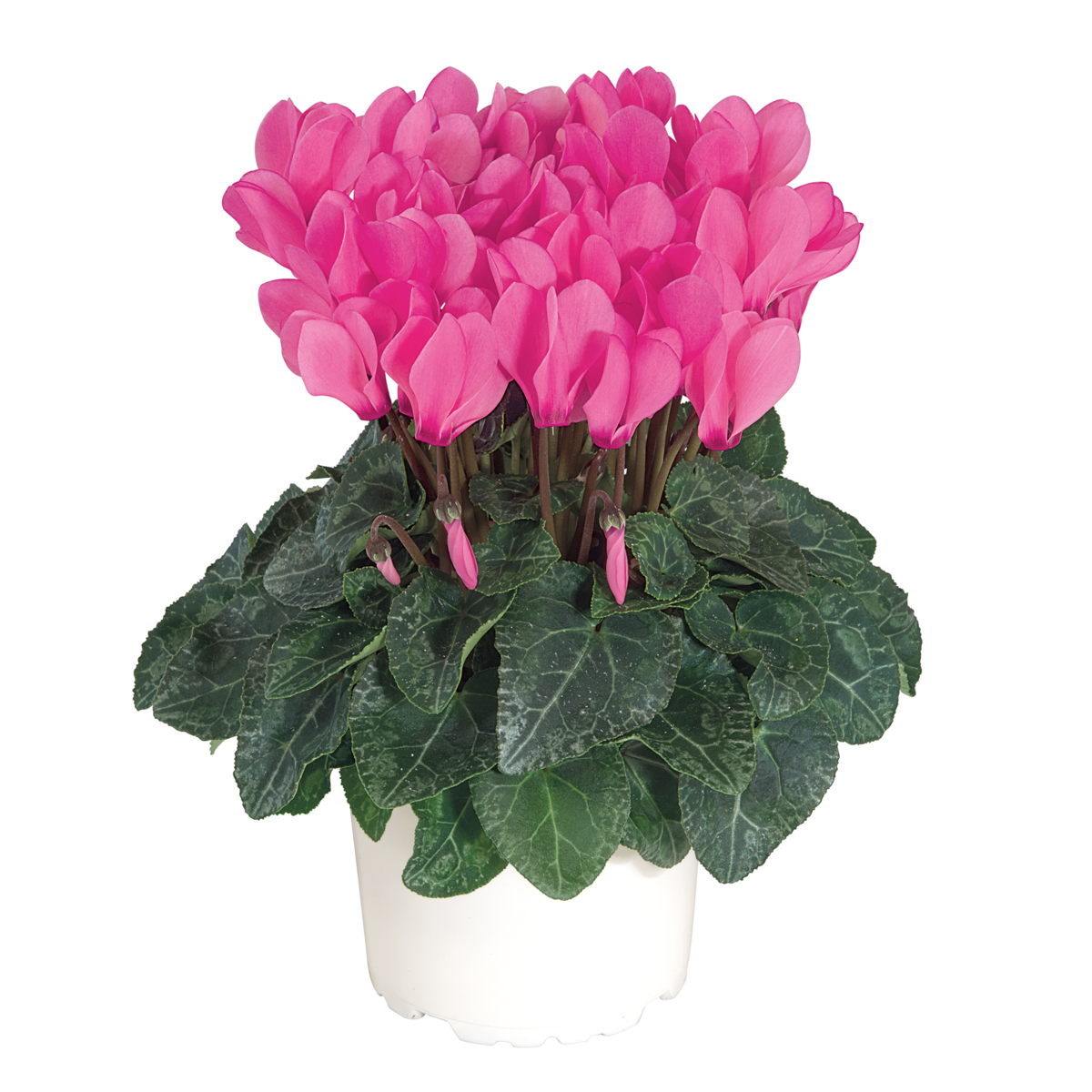 rose-bengale-100555-858600643.webp