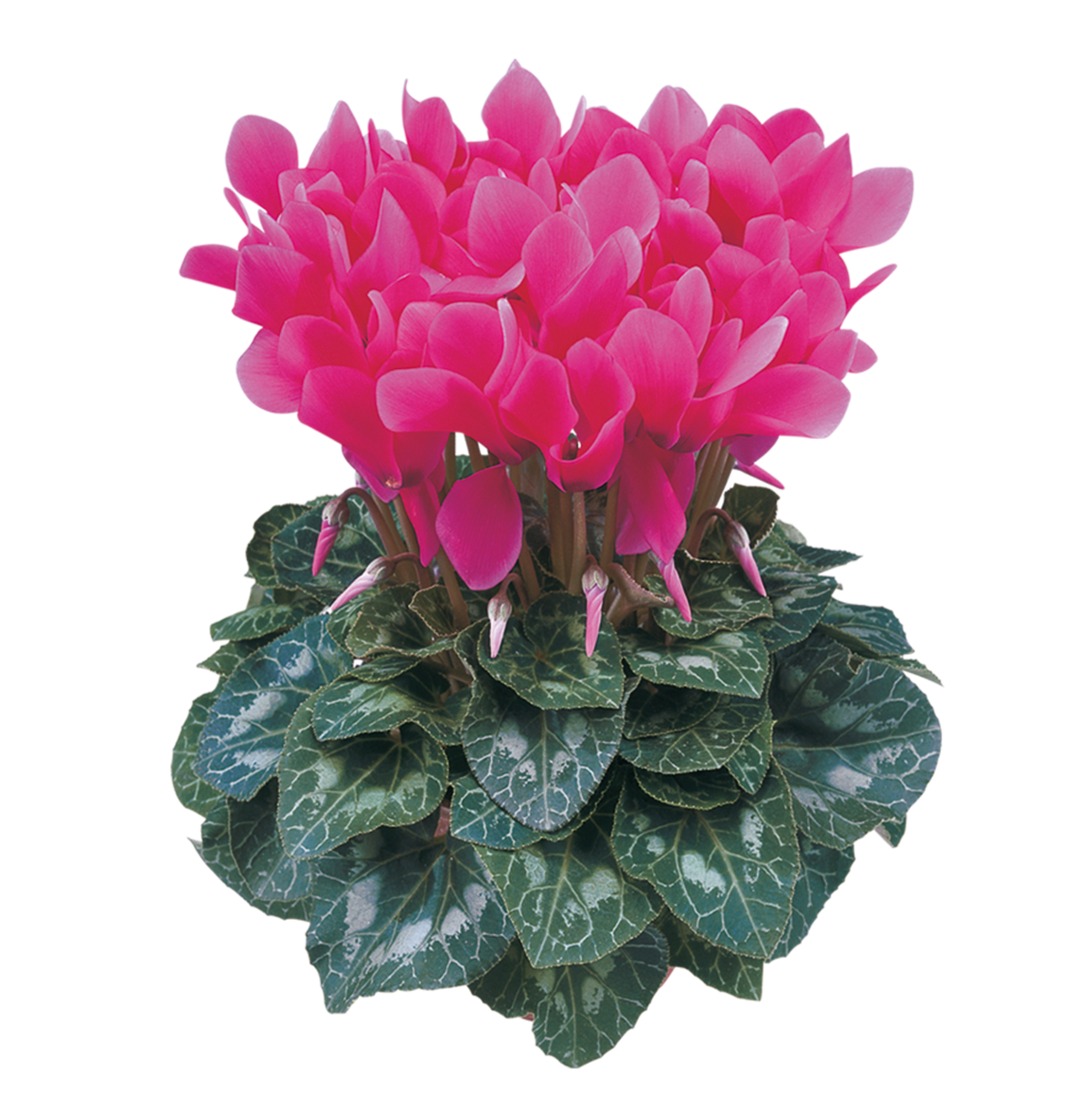 rose-bonbon-1078-2186284242.webp