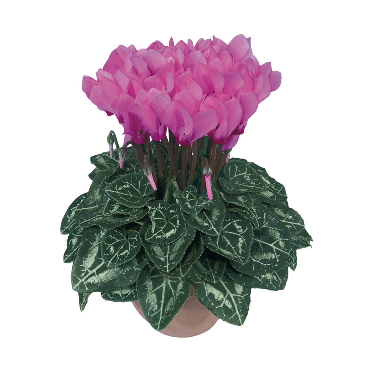 rose-de-perse-4085-2458415464.webp