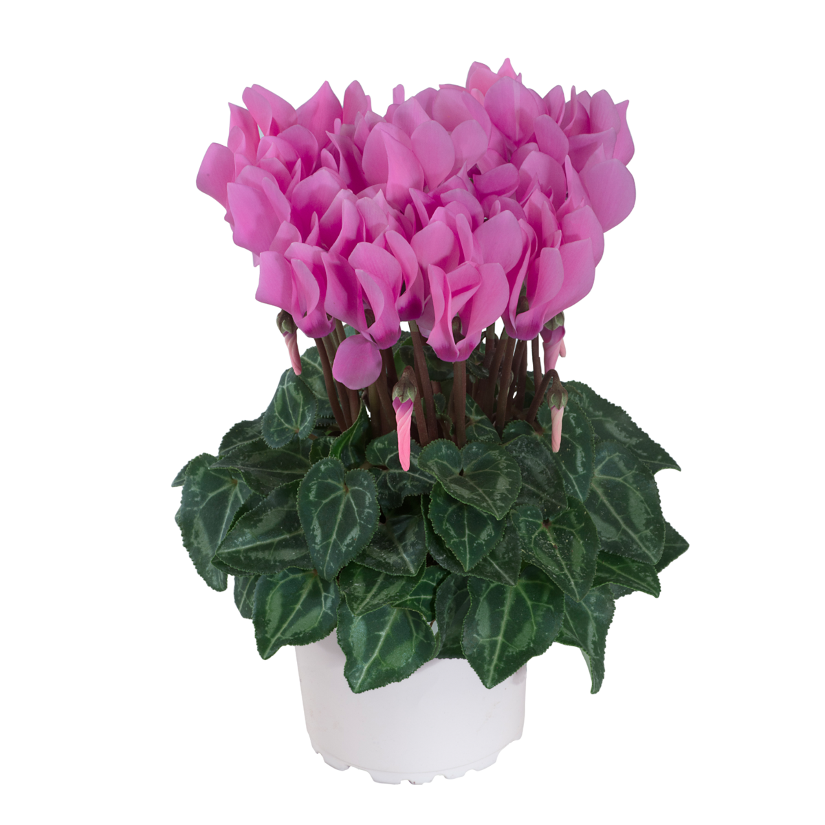 rose-de-perse-exp-100554-1011803451.webp