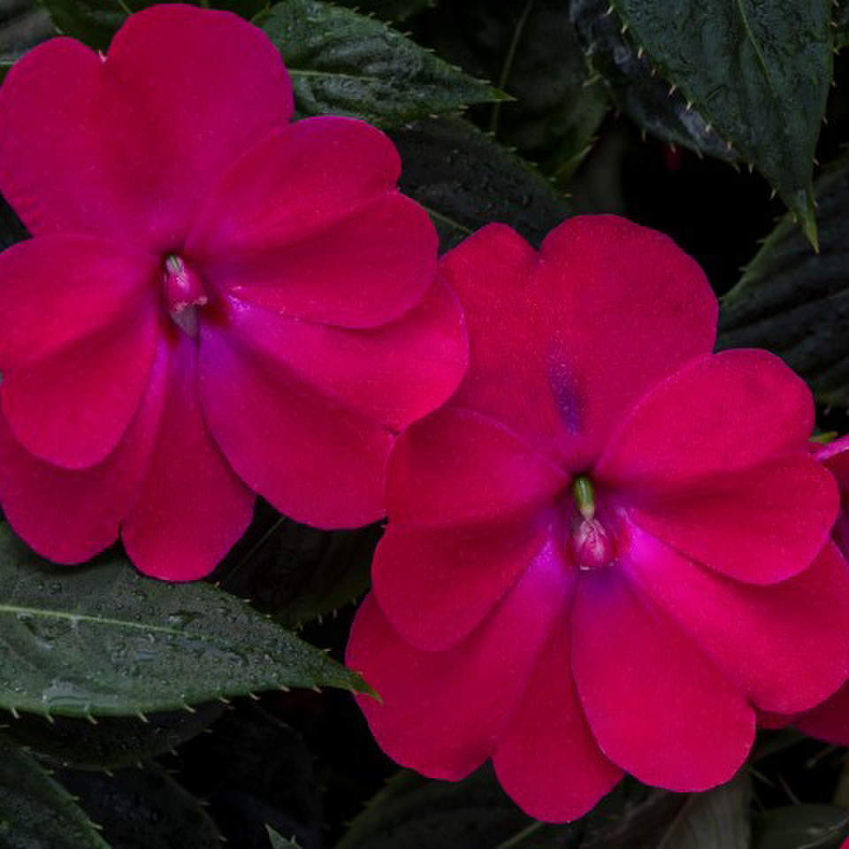 rose-glow-424593408.webp