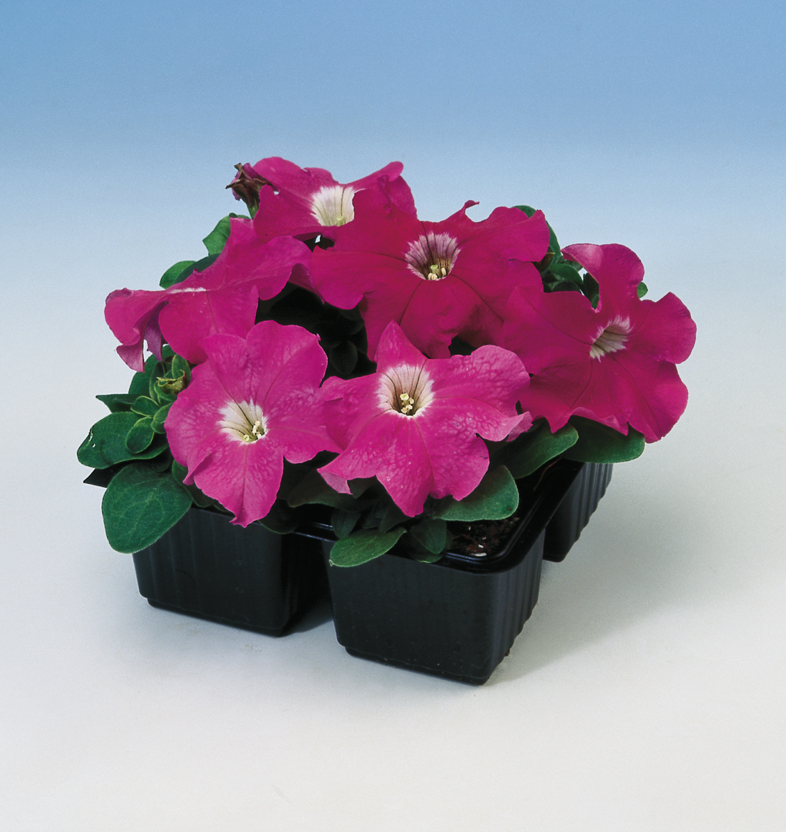 rose-gp-1760216586.webp