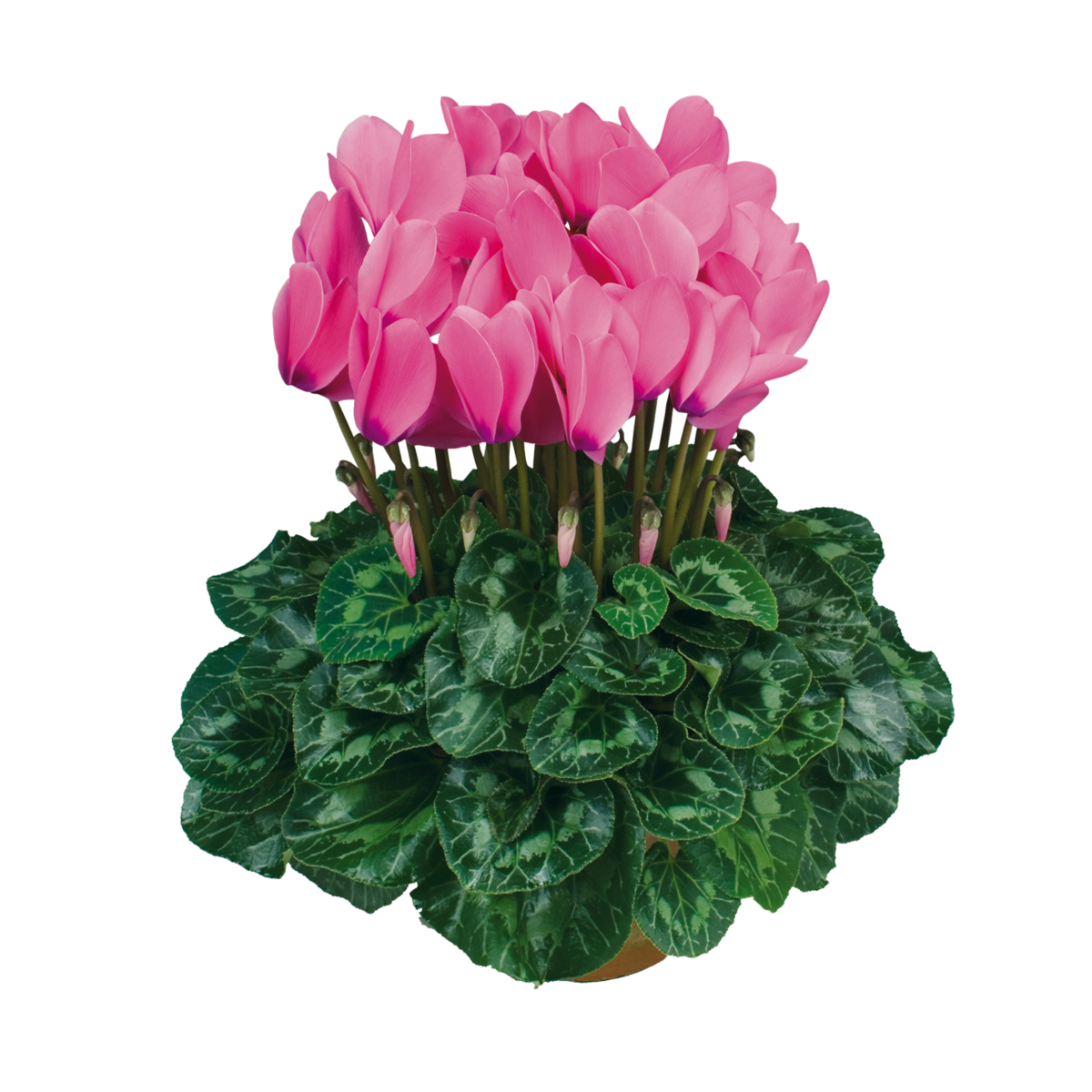 rose-indien-2075-3289763432.webp