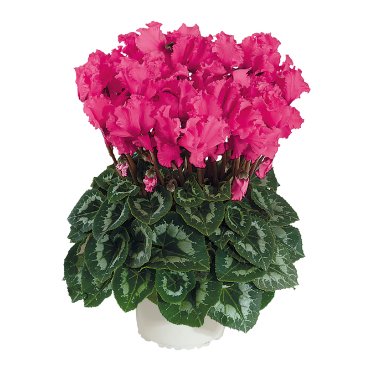 rose-indien-2575-2801492026.webp