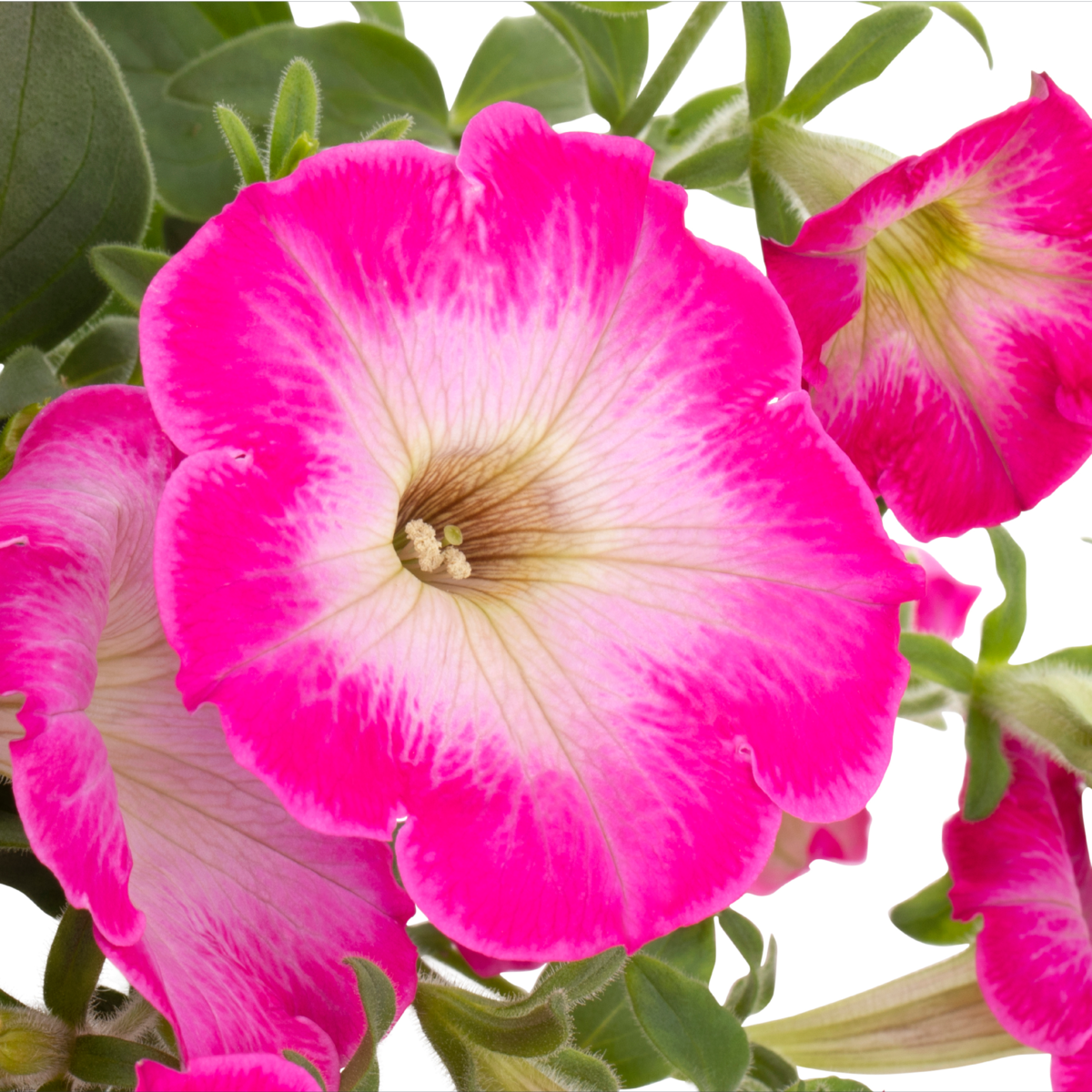 rose-morn-3867599892.webp