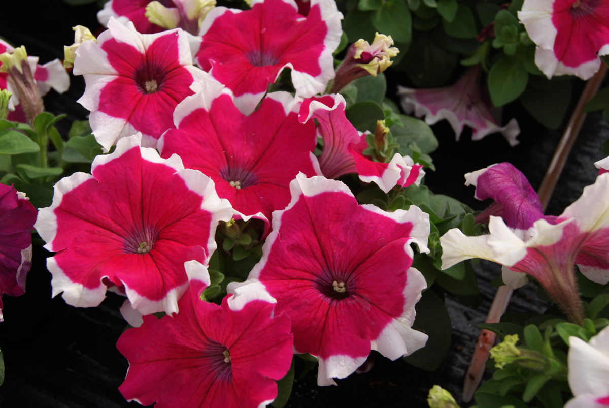 rose-picotee-gp-1661157179.webp