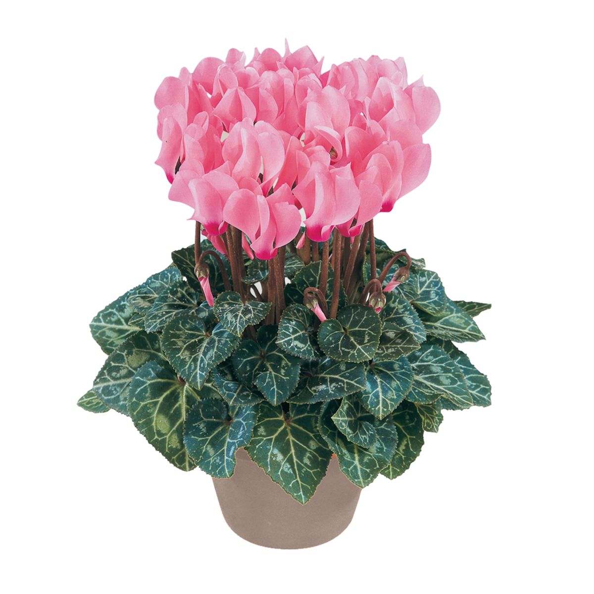 rose-saumone-4050-4063314275.webp