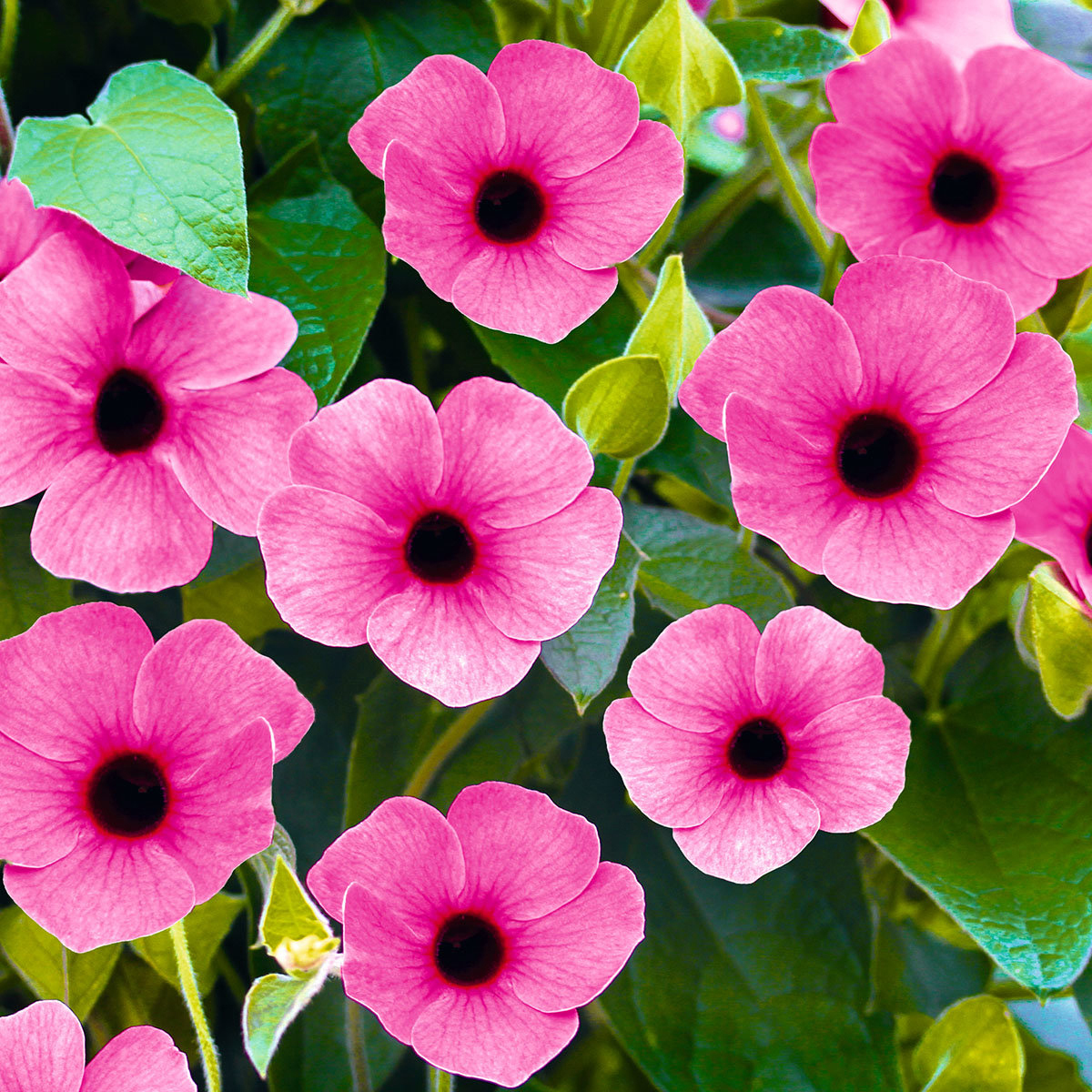 rose-sensation-2794506918.webp