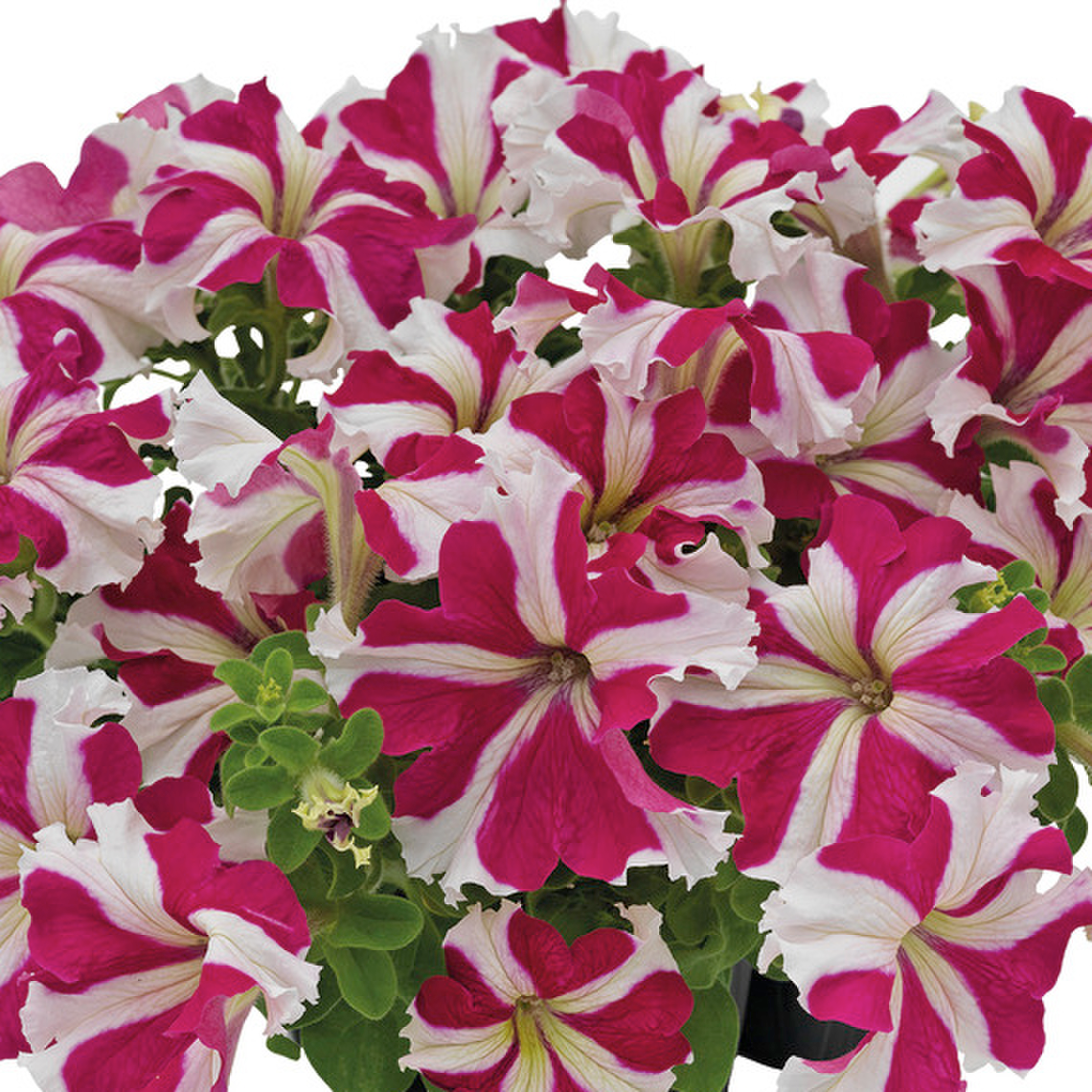 rose-star-1600544453.webp