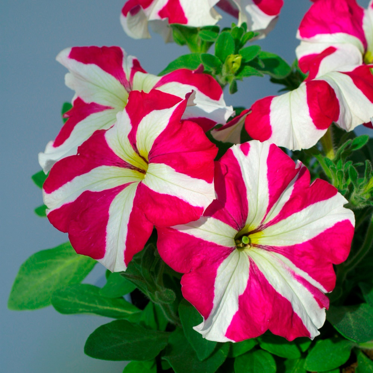 rose-star-1738335953.webp