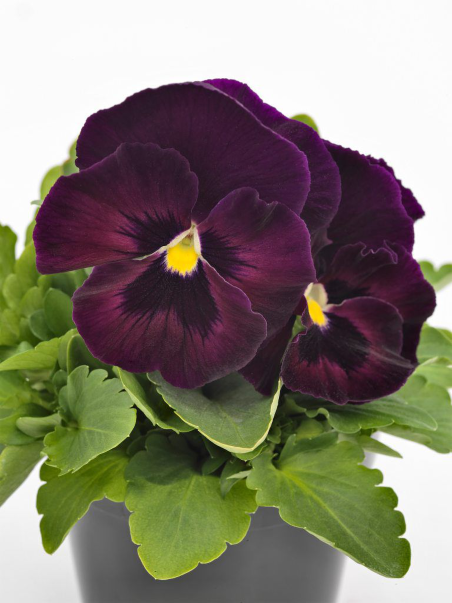 rose-velour-2732641024.webp