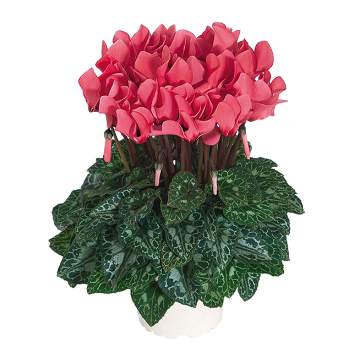 rose-with-eye-2850980855.webp