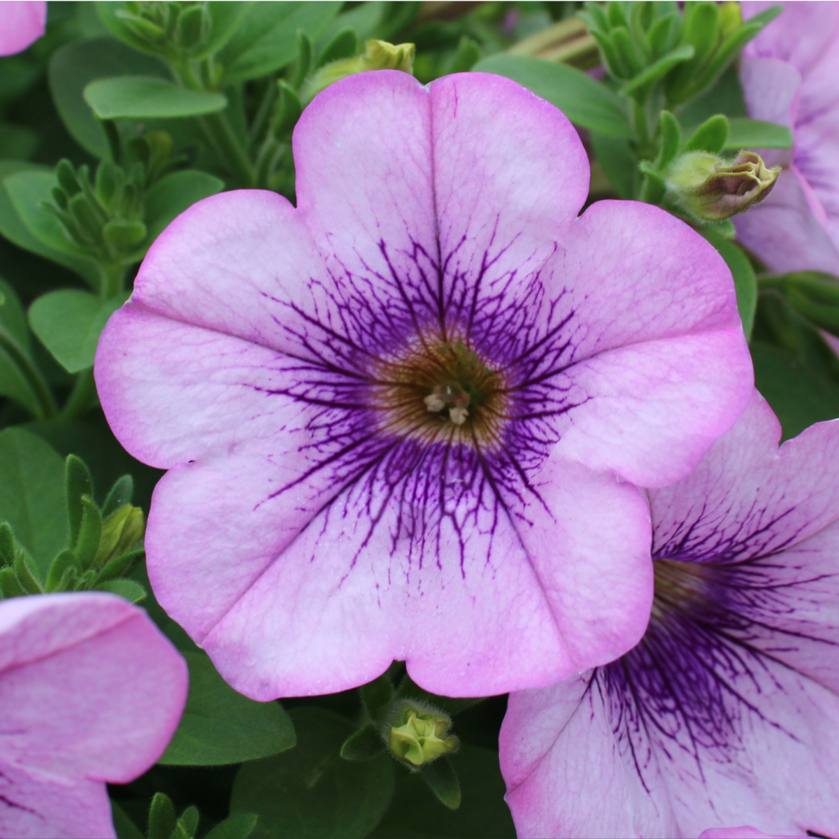 rosy-sun-ptup-0024-45860788.webp