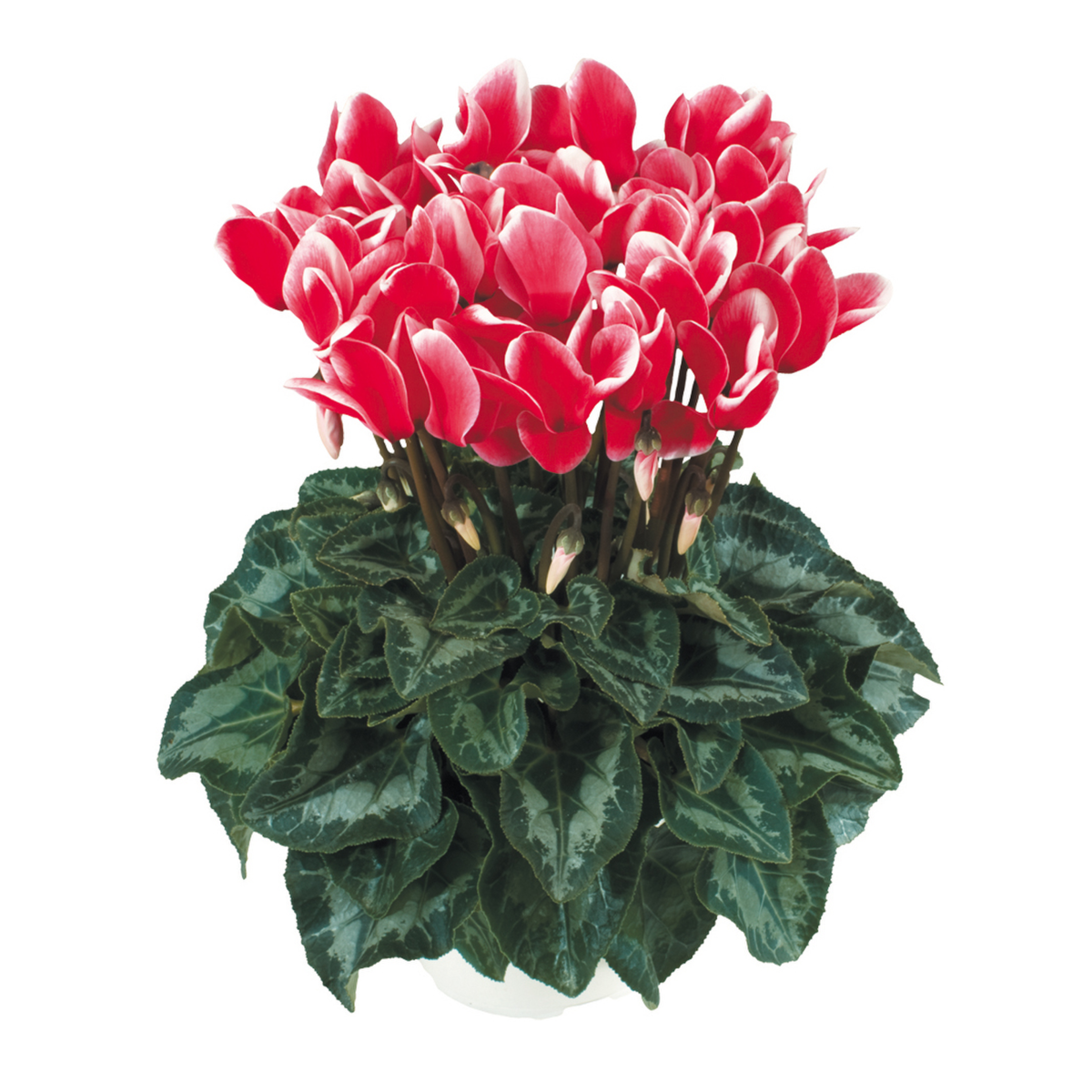 rouge-1312-4130594307.webp