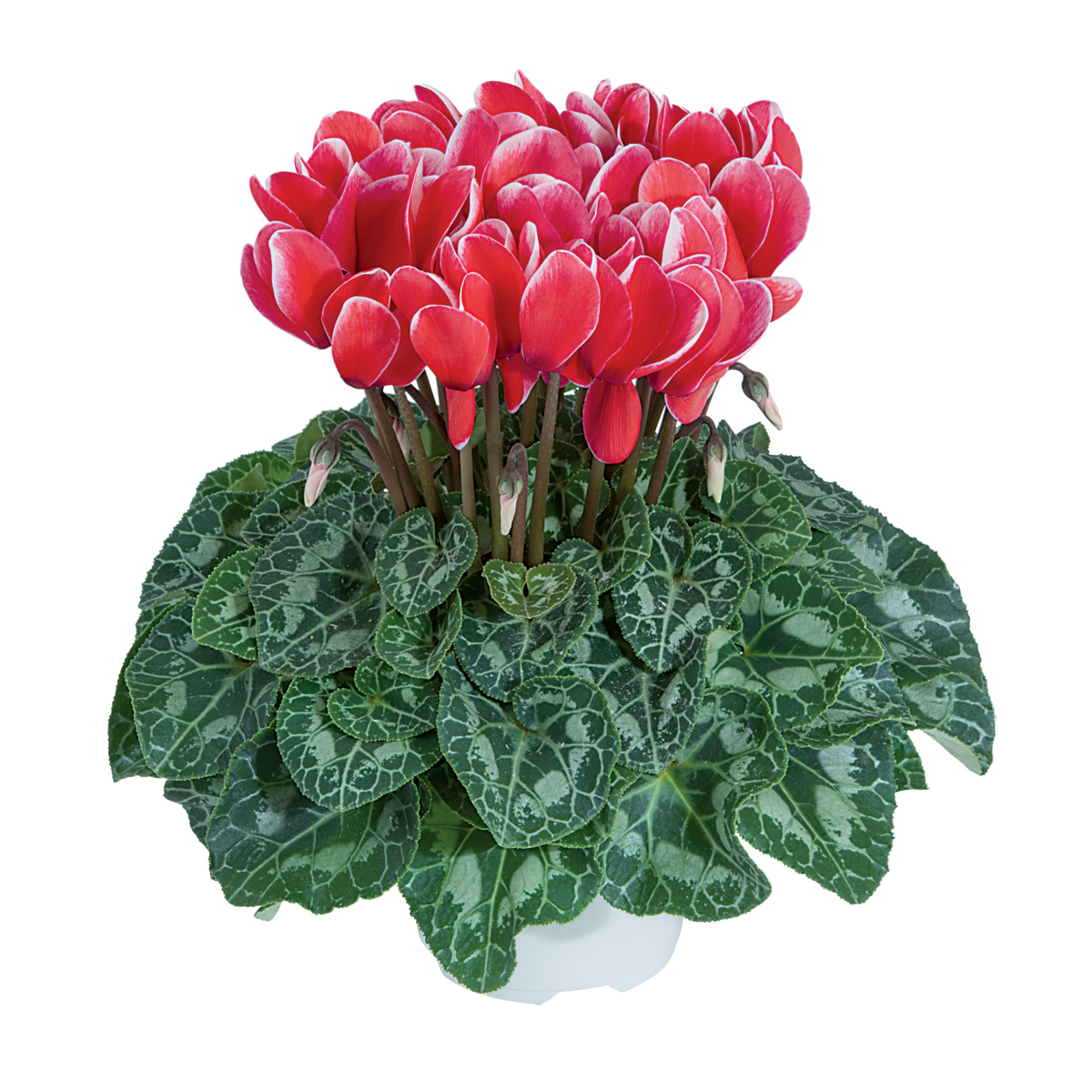 rouge-3311-3116414815.webp