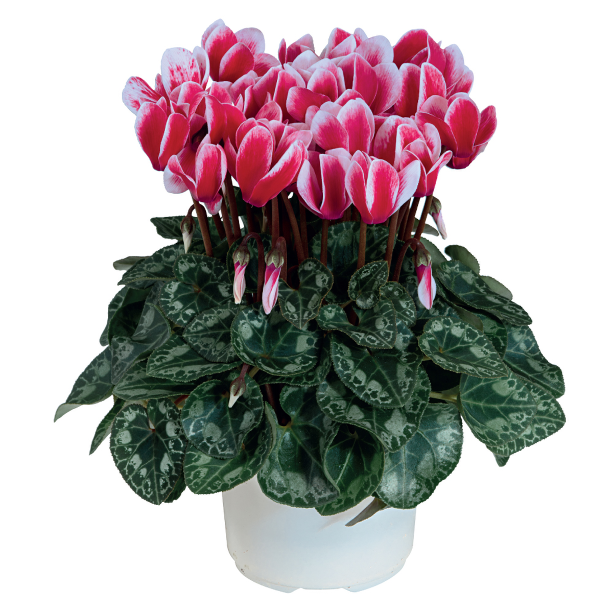rouge-4310-945488034.webp