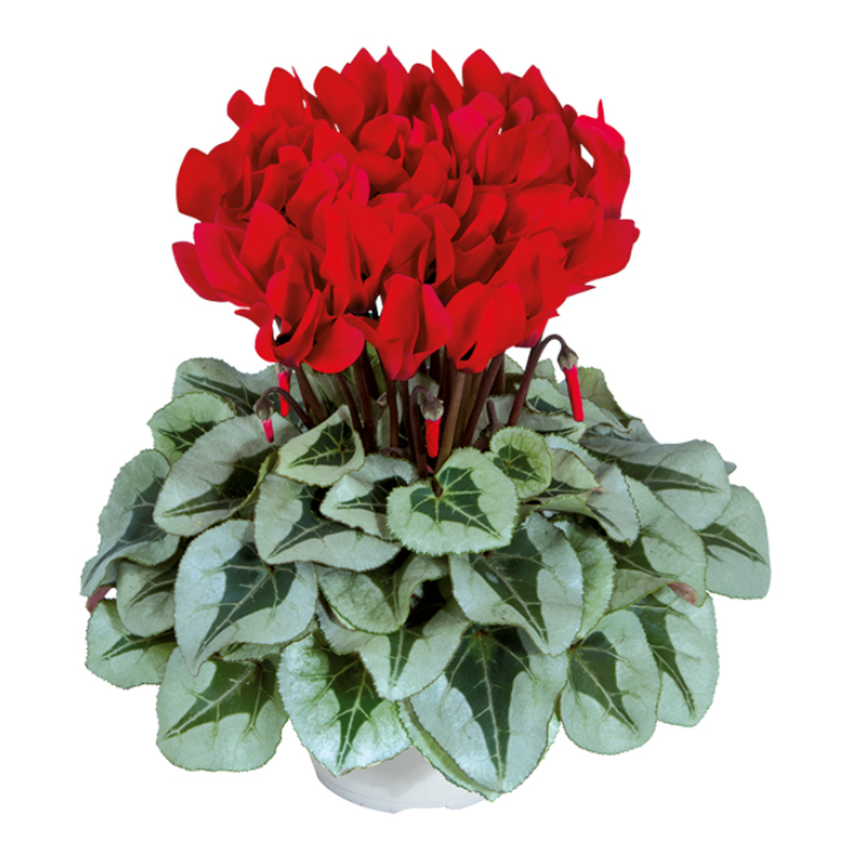 rouge-52210-1697143806.webp