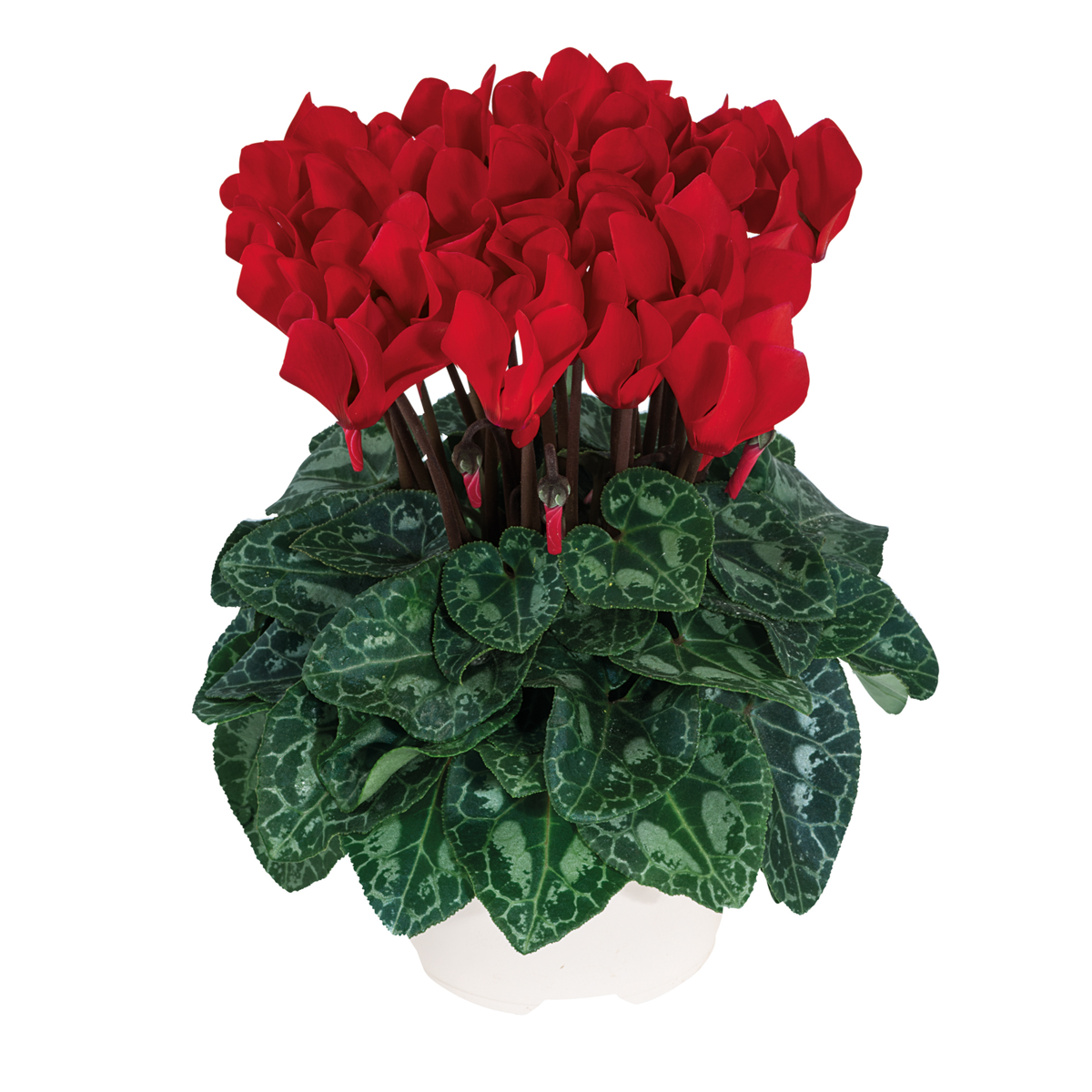 rouge-6013-3471572621.webp
