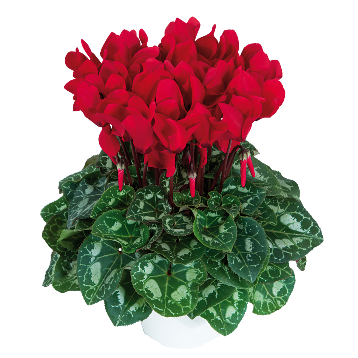 rouge-ecarlate-1010-3493608463.webp