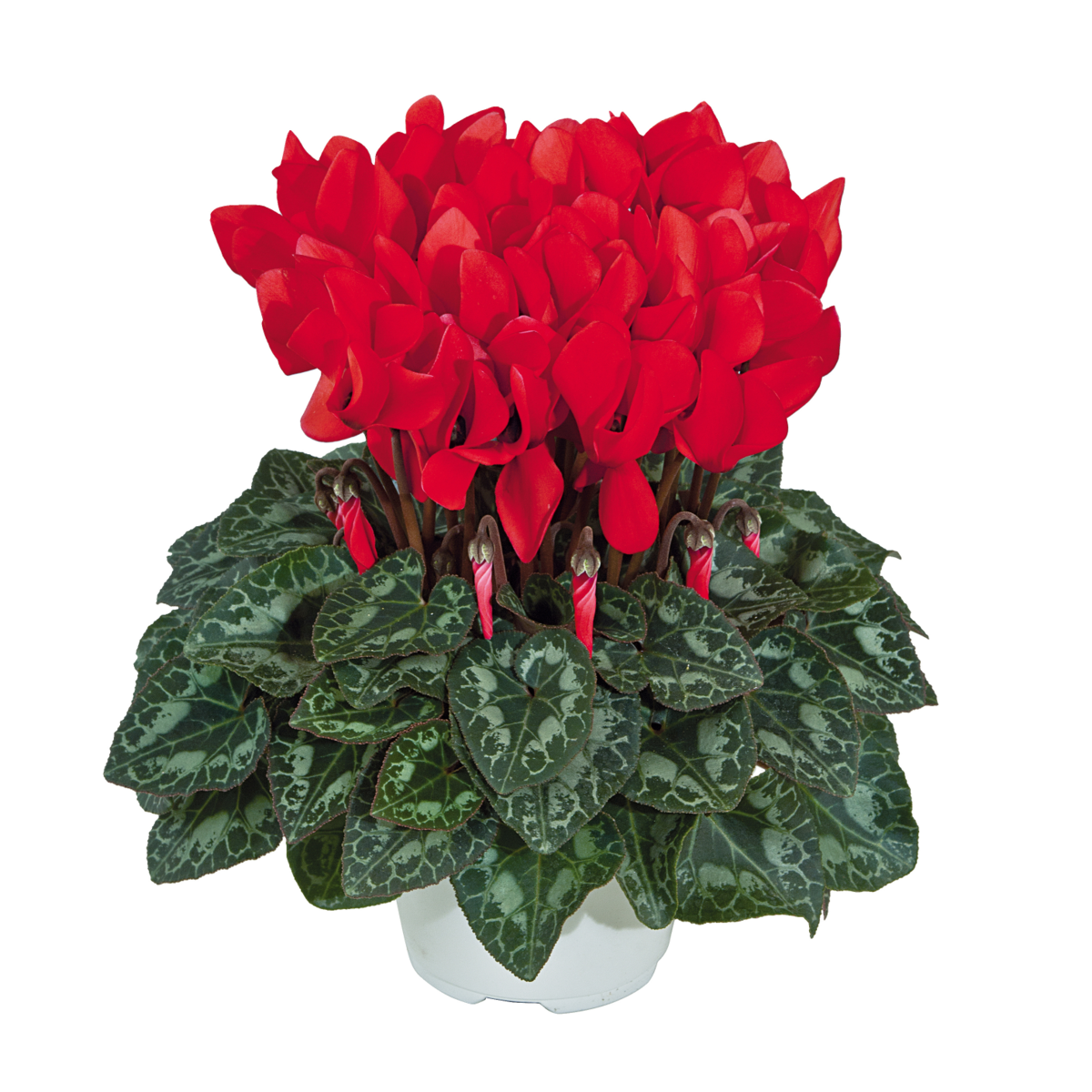 rouge-ecarlate-3012-64900014.webp