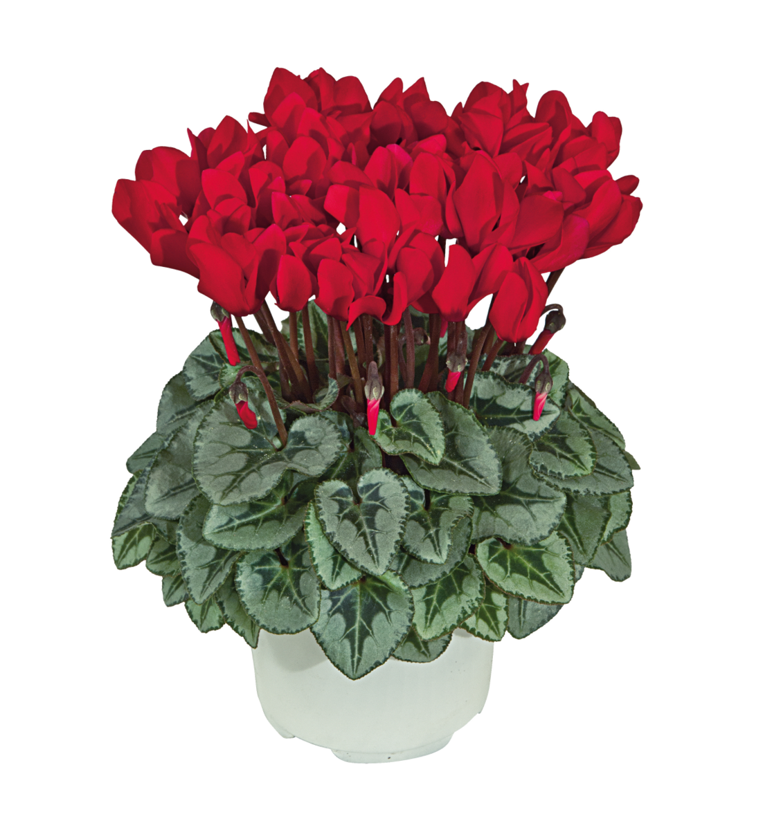 rouge-ecarlate-4210-2849703235.webp