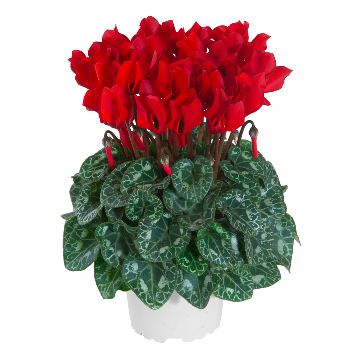 rouge-ecarlate-exp-100291-1920038241.webp