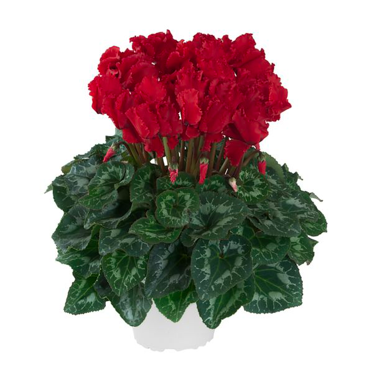 rouge-exp-100263-3519545245.webp