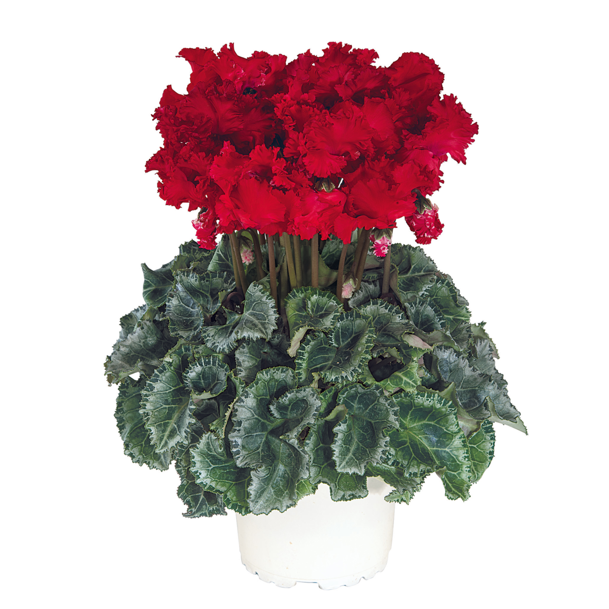 rouge-exp-48011-2822707164.webp