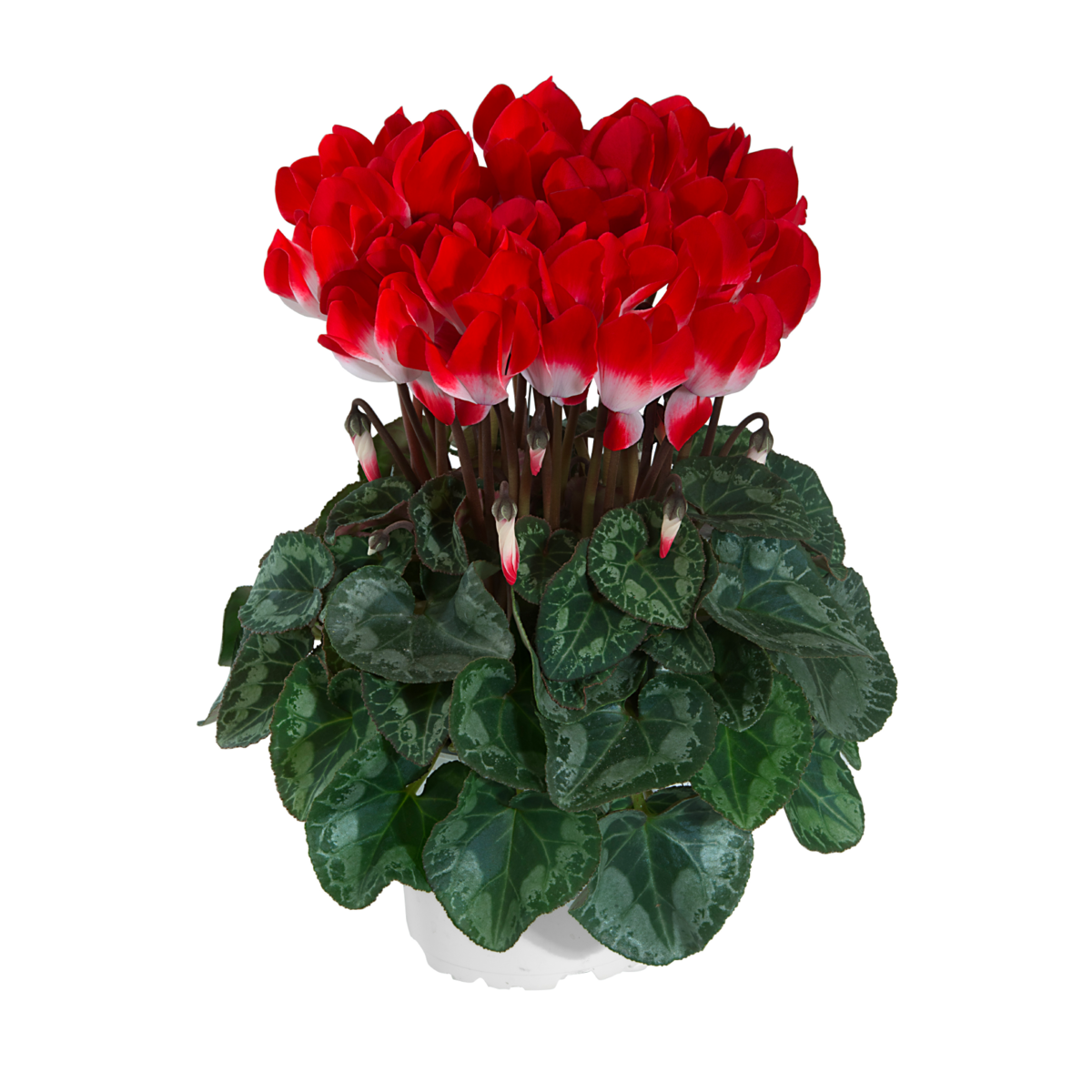 rouge-exp-53012-318046372.webp