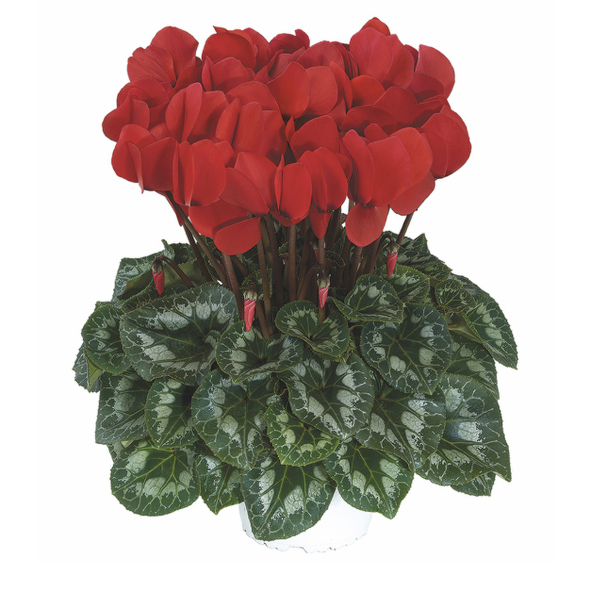 rouge-rebelle-2016-1144118754.webp