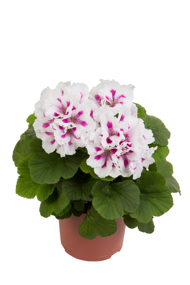 royalty-white-3764974804.webp