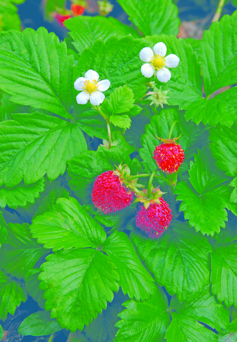 rugen-impr-2293941953.webp
