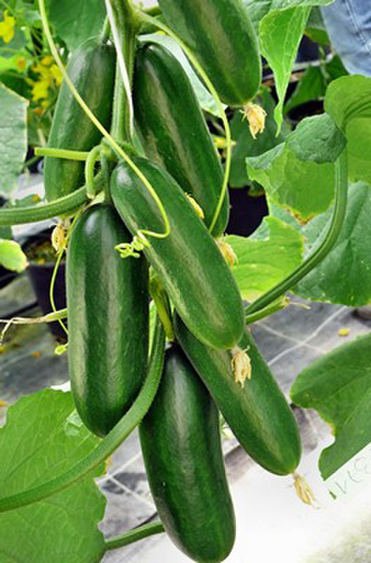 salamanda-f1-2298638072.webp